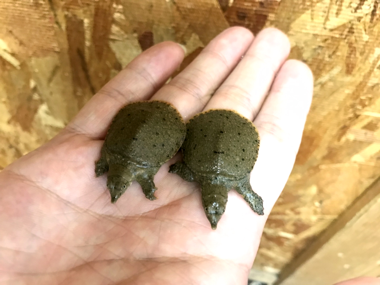 シナスッポン(1)