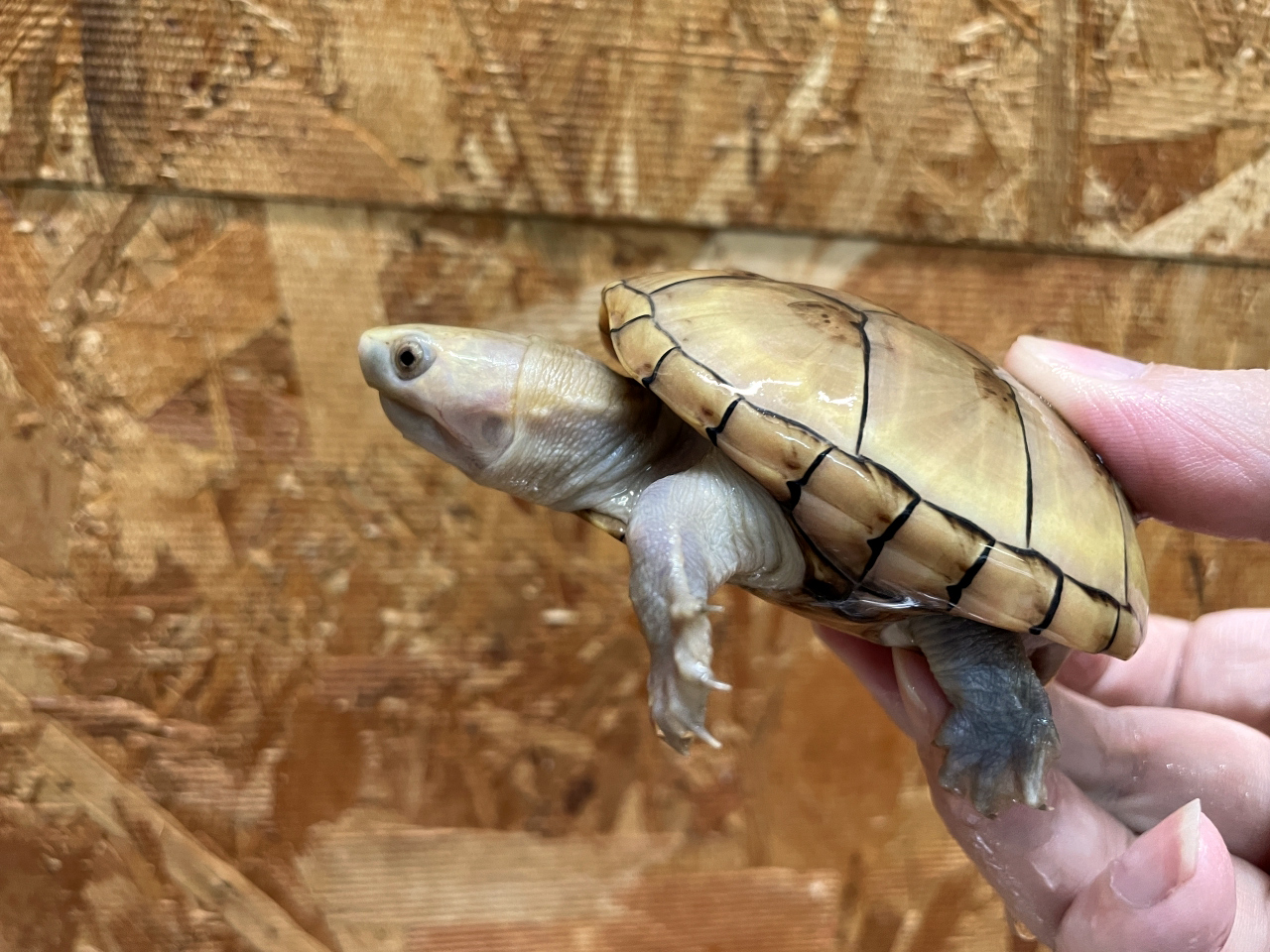 フロリダドロガメ(10)