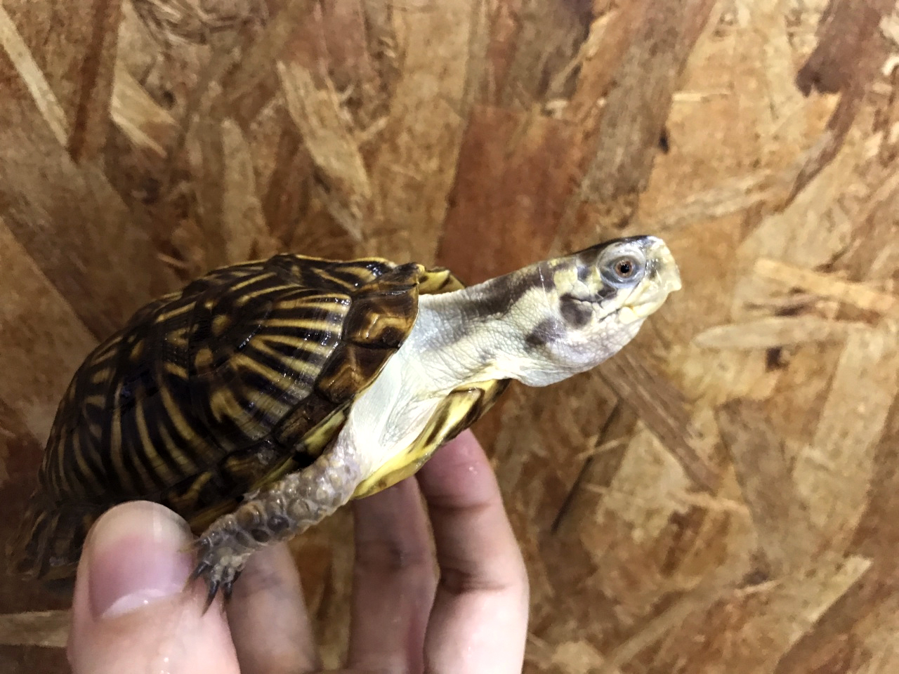 キタニシキハコガメ(3)