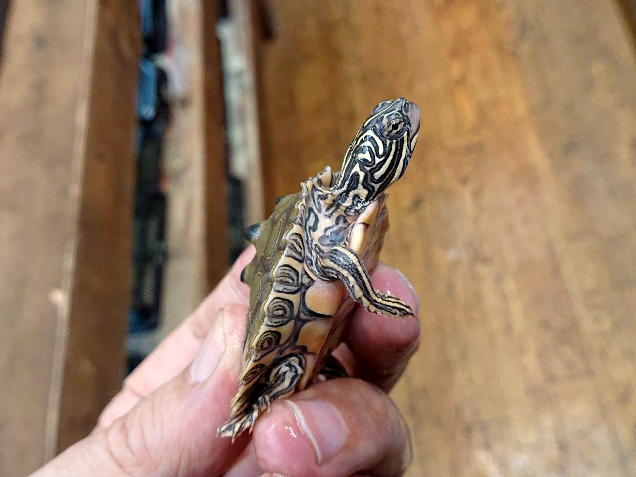 キタクロコブチズガメ(7)