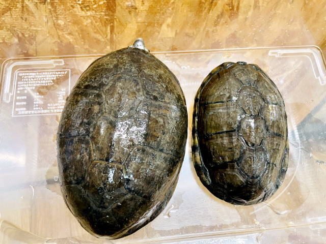 ゴツアシドロガメ