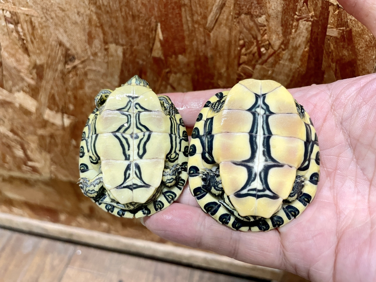 タバスコクジャクガメ(3)