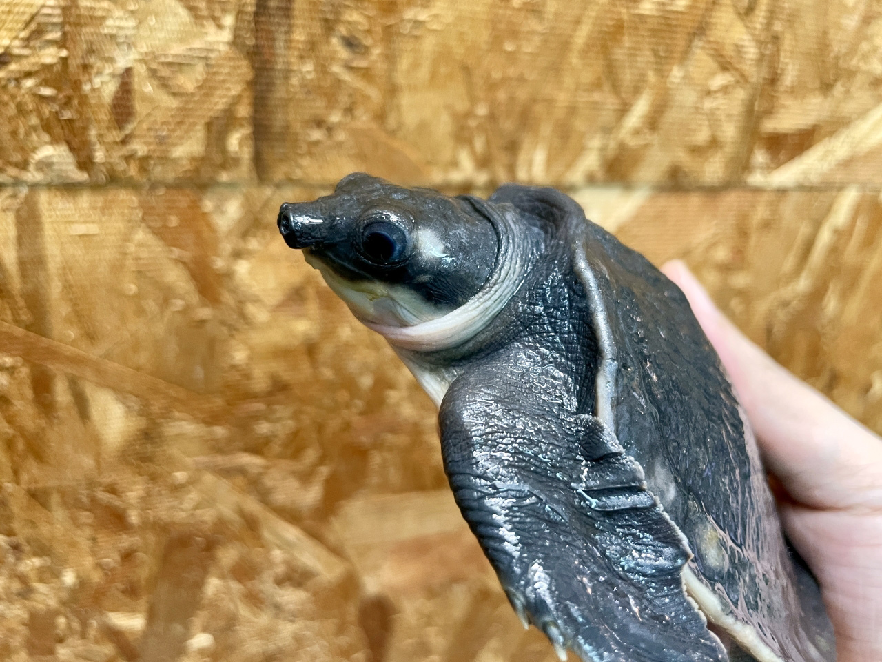 スッポンモドキ(7)