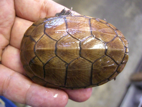 ゴツアシドロガメ(7)