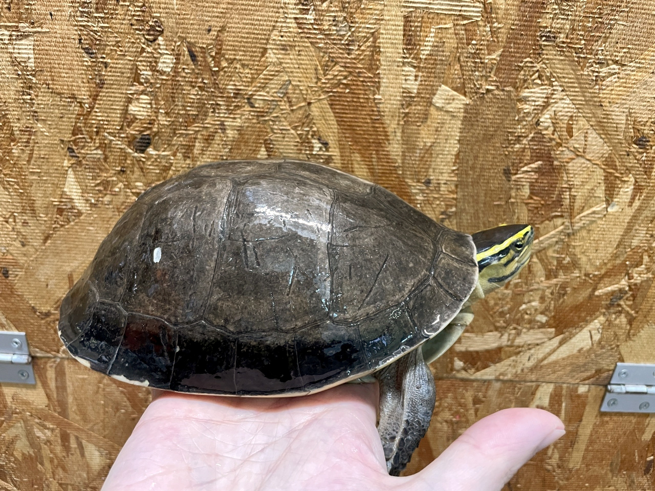 シャムハコガメ(3)