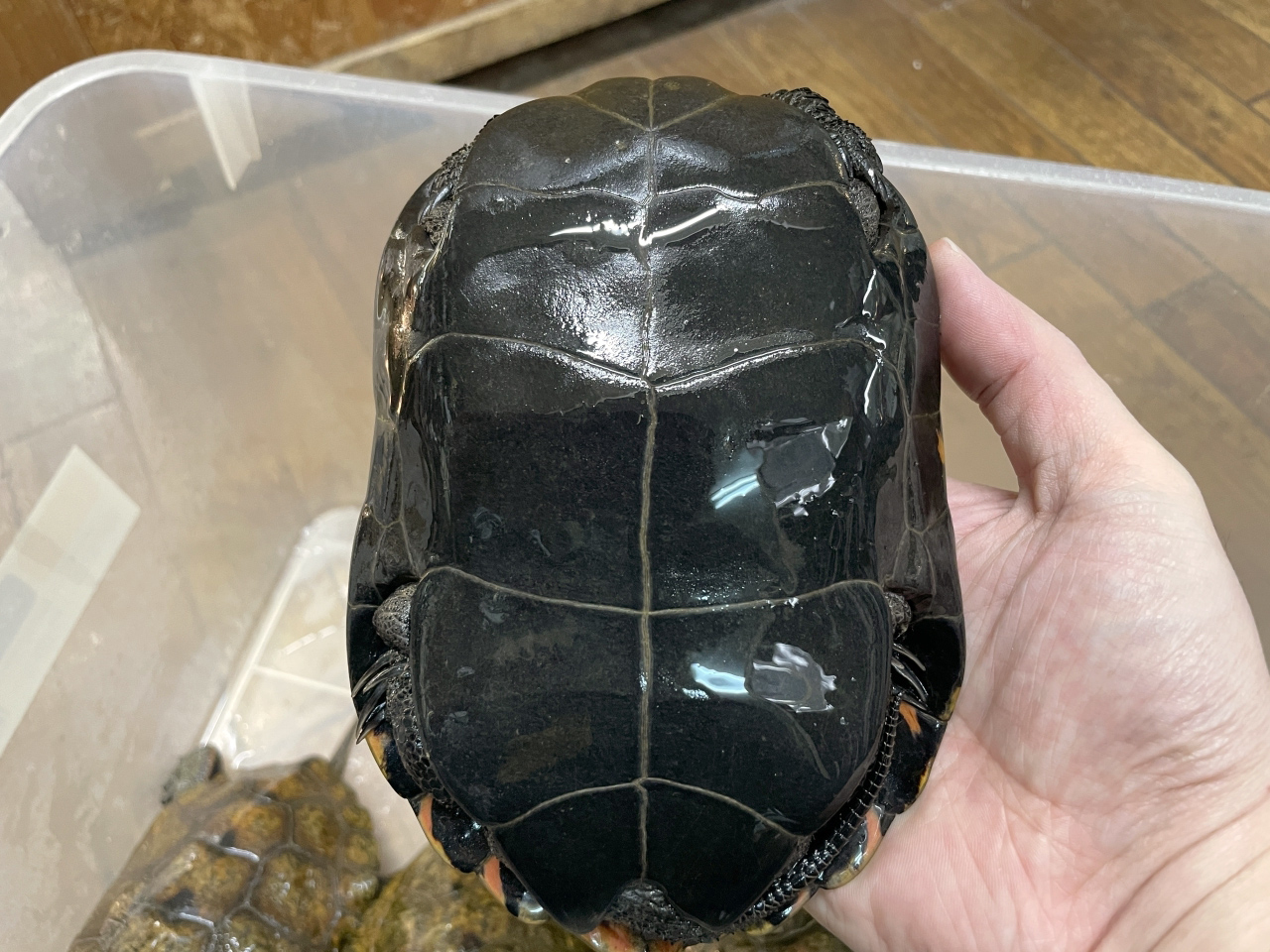 ニホンイシガメ(7)