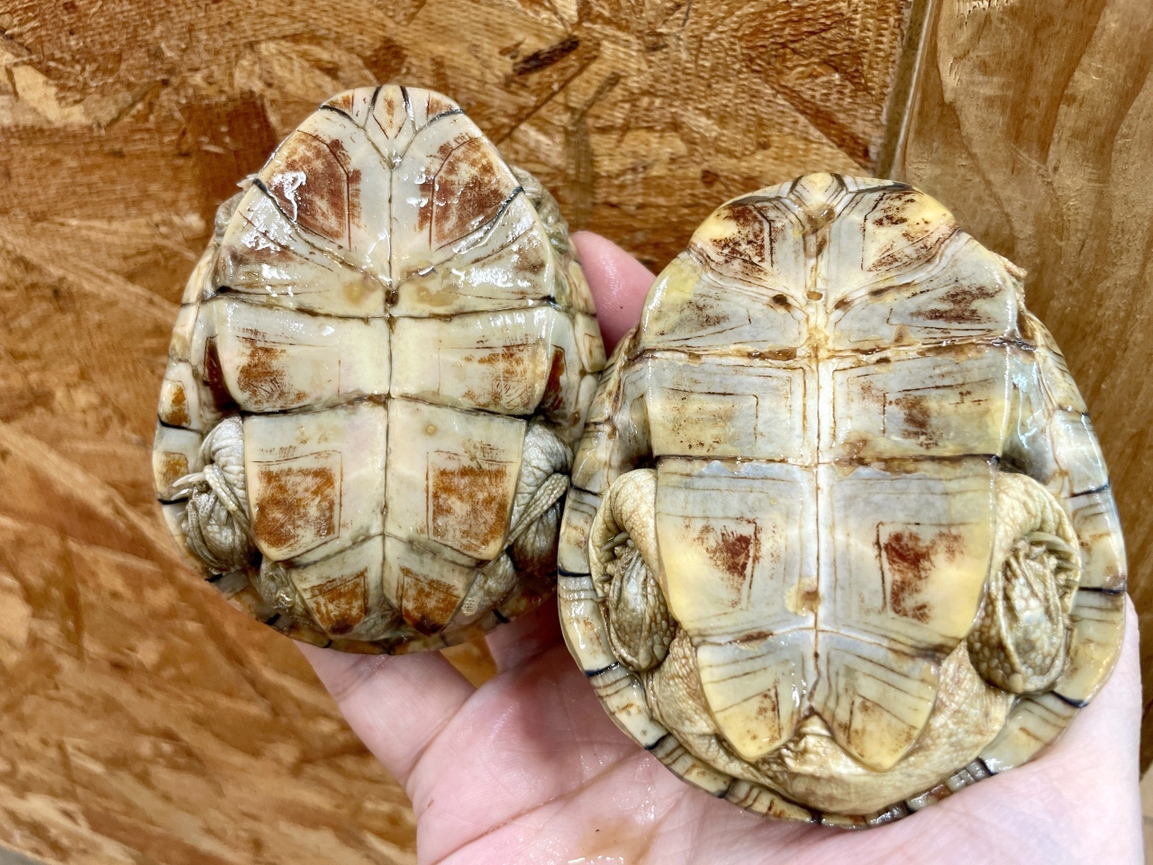 アダンソンハコヨコクビガメ(3)