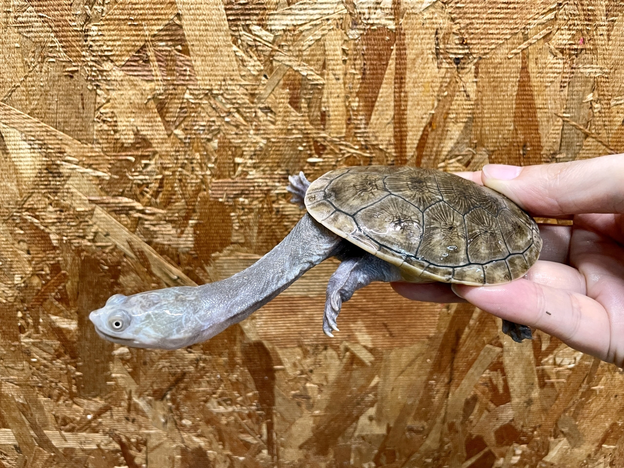 ジーベンロックナガクビガメ(8)