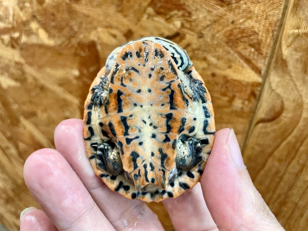 ジェフロアカエルガメ(7)