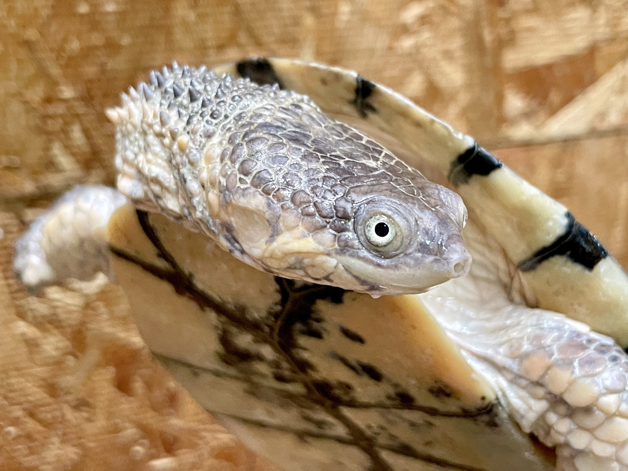 トゲモモヘビクビガメ(3)