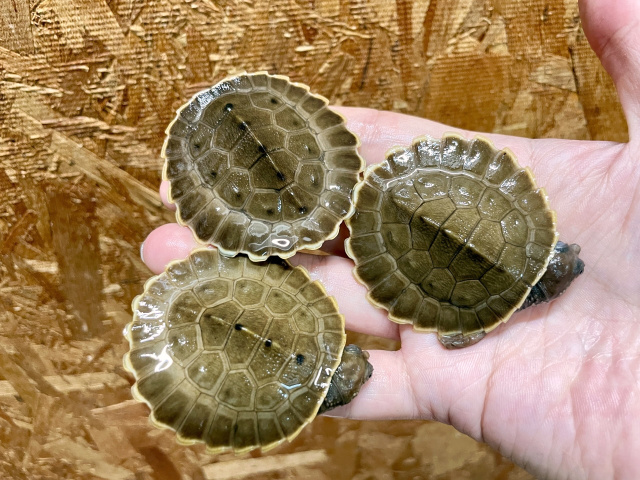 爬虫類図鑑 カメ図鑑（ミズガメ）
