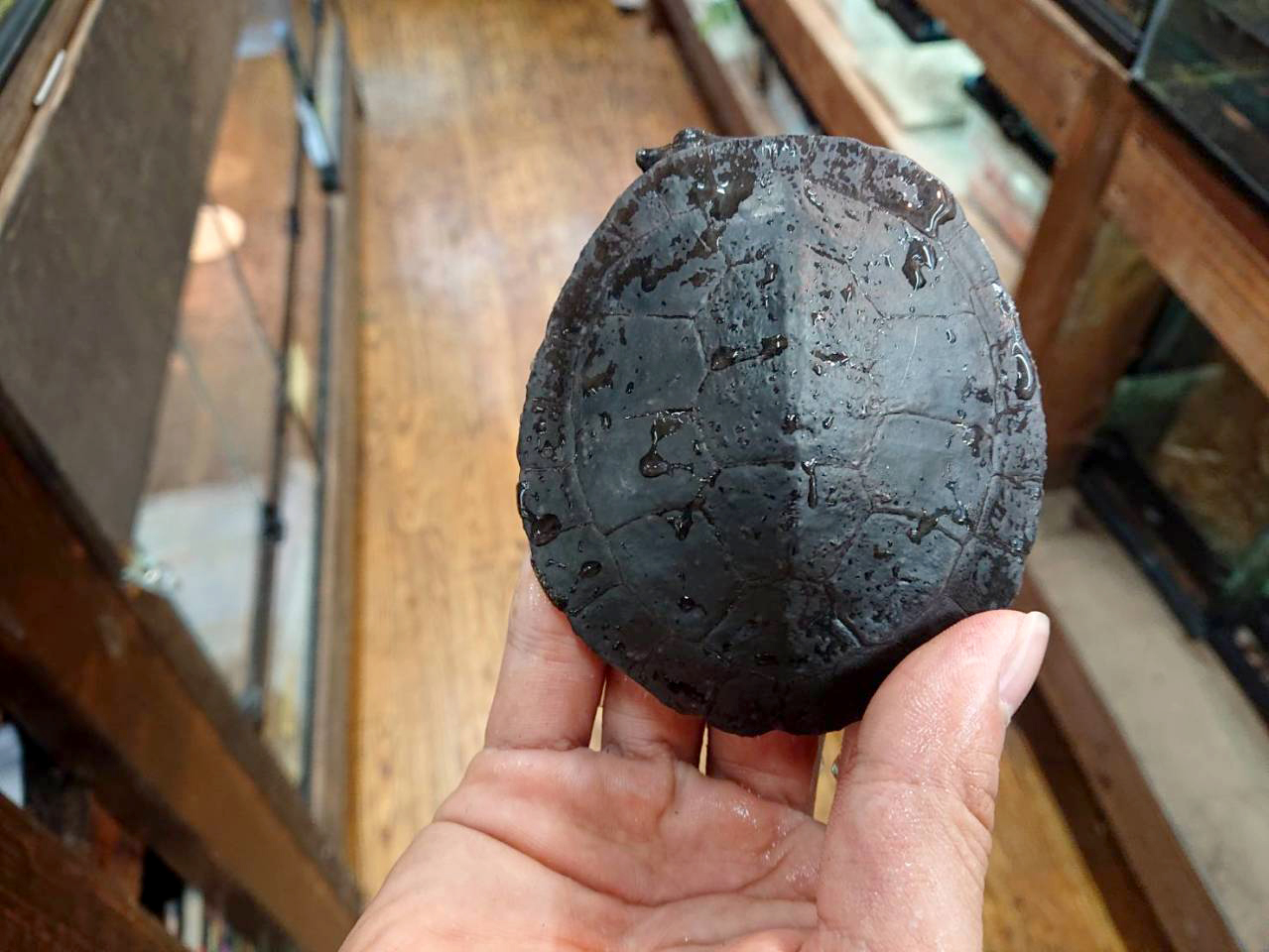 シュルツカブトガメ(2)