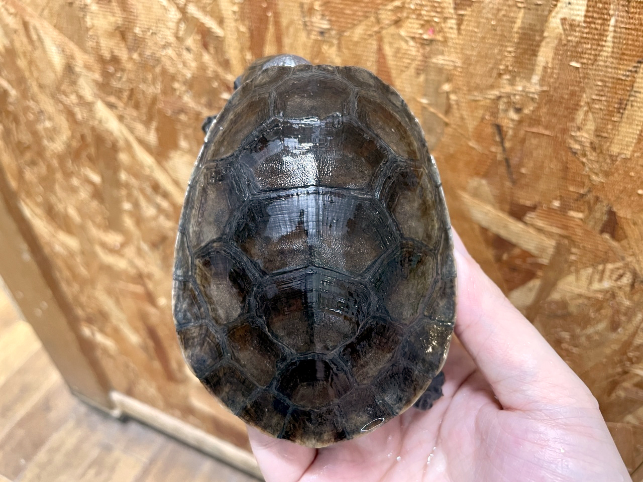 オオアタマヨコクビガメ(1)