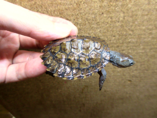 シロガオカブトガメ(8)