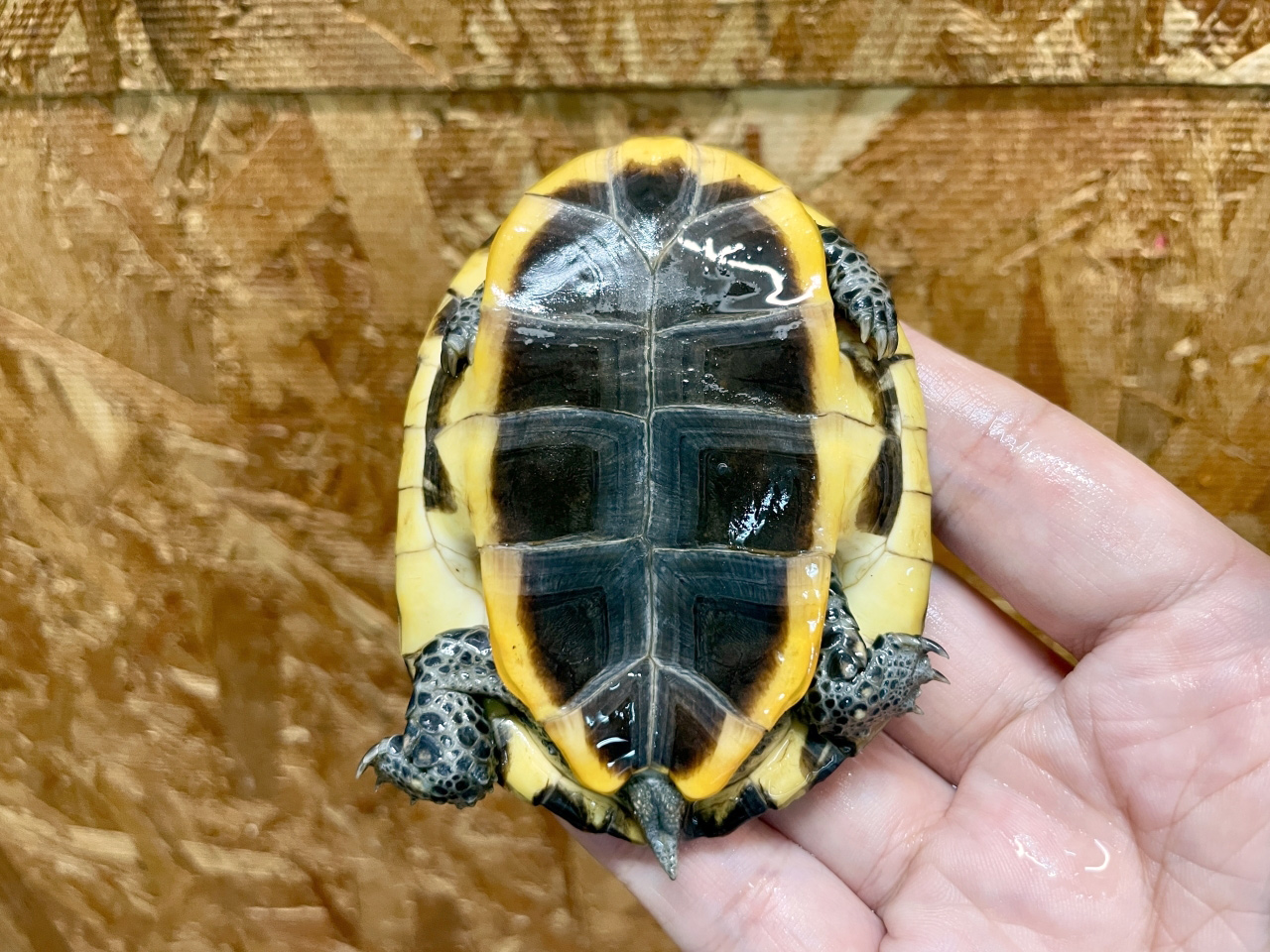 ズアカヒラタヘビクビガメ(4)