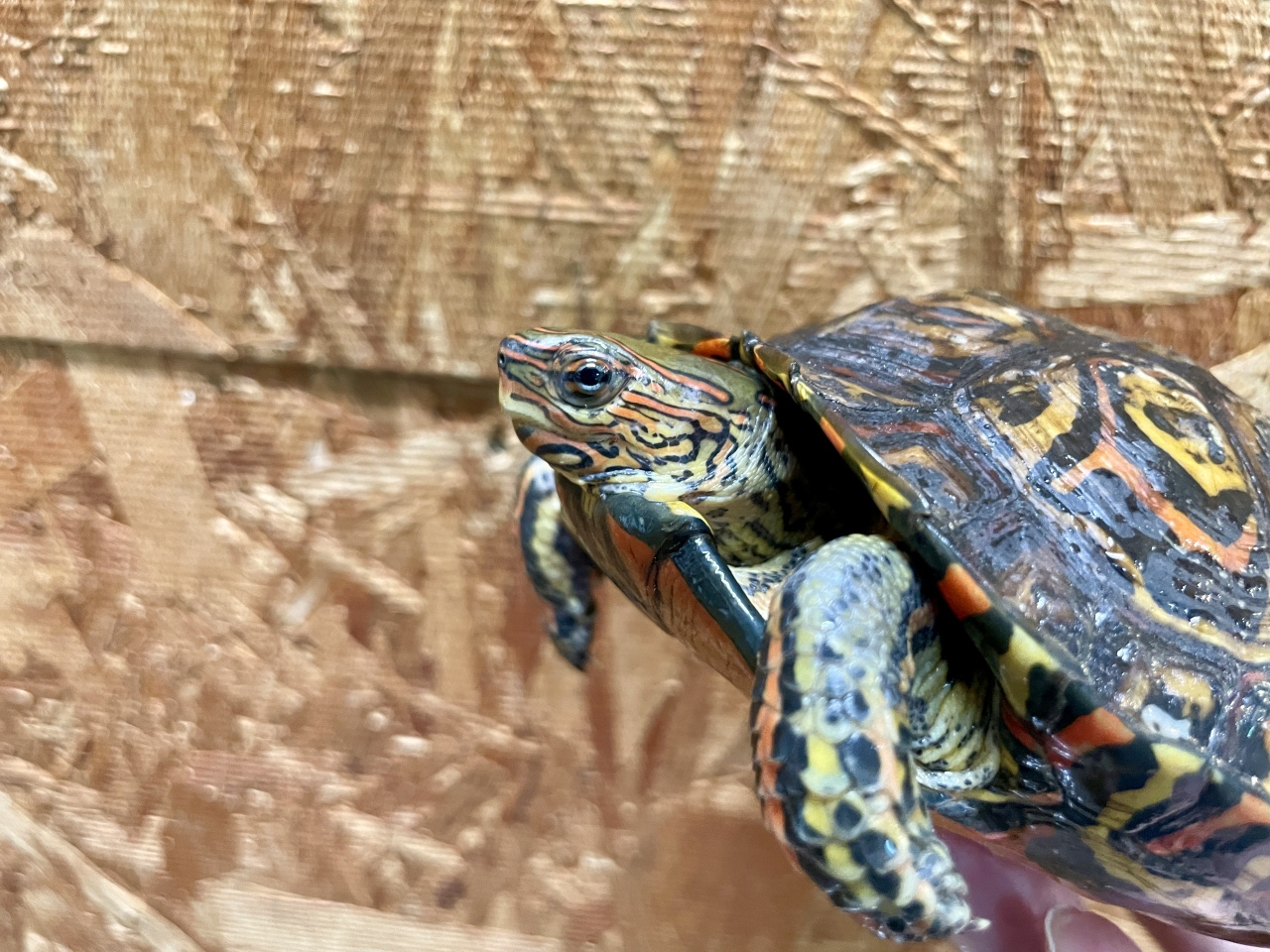 コスタリカアカスジヤマガメ(7)