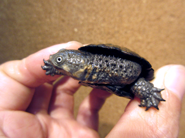 クロハラヘビクビガメ(12)