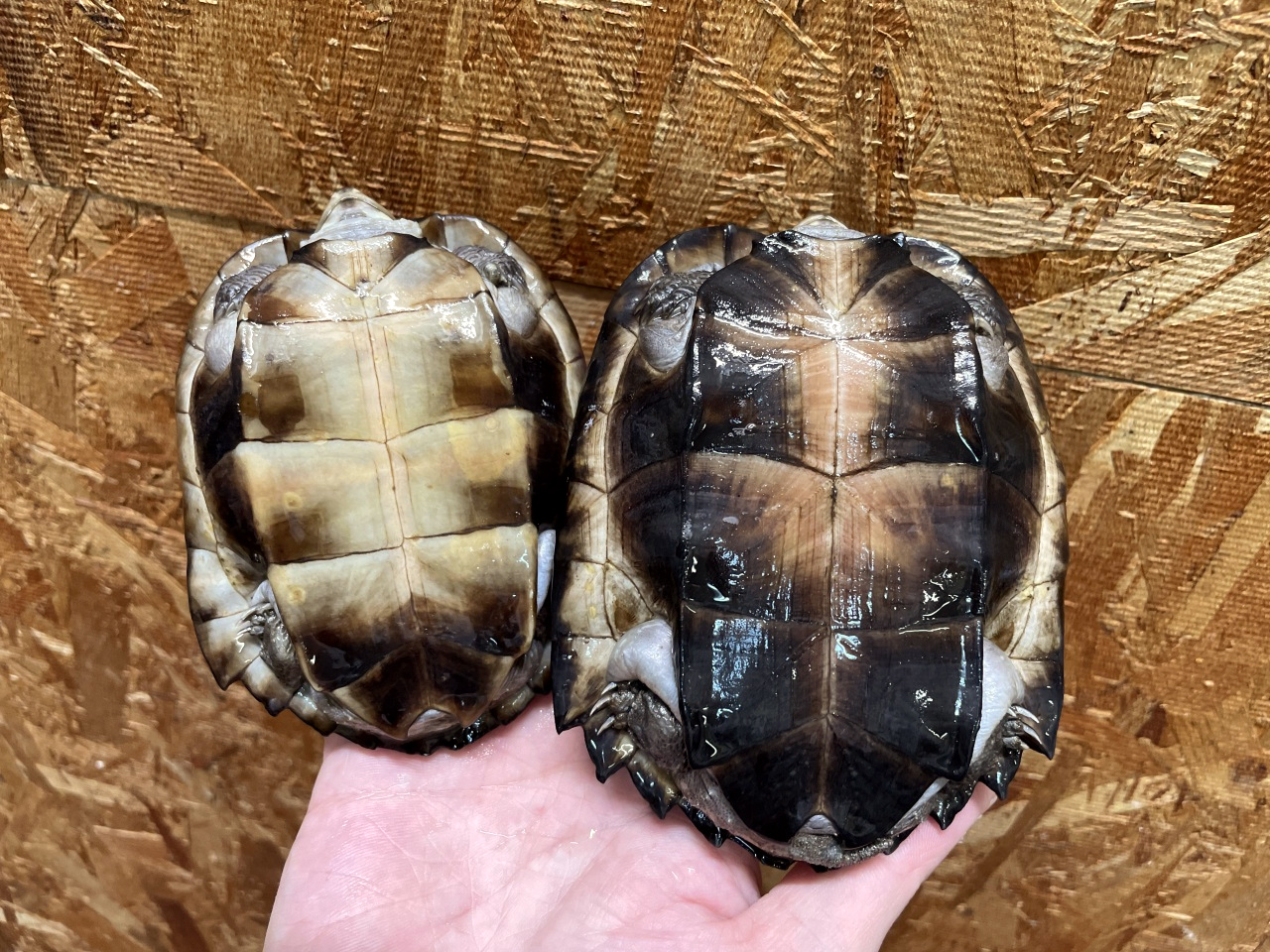 ホオジロクロガメ(6)