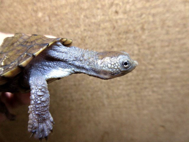 シロガオカブトガメ(7)