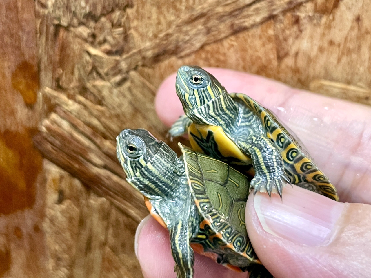 セイブニシキガメ(2)