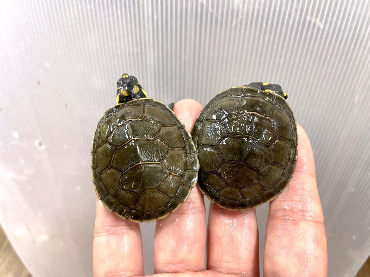 モンキヨコクビガメ(6)