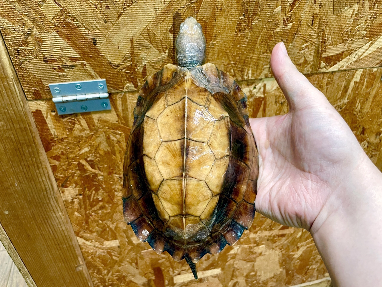 ムオヒラセガメ(5)