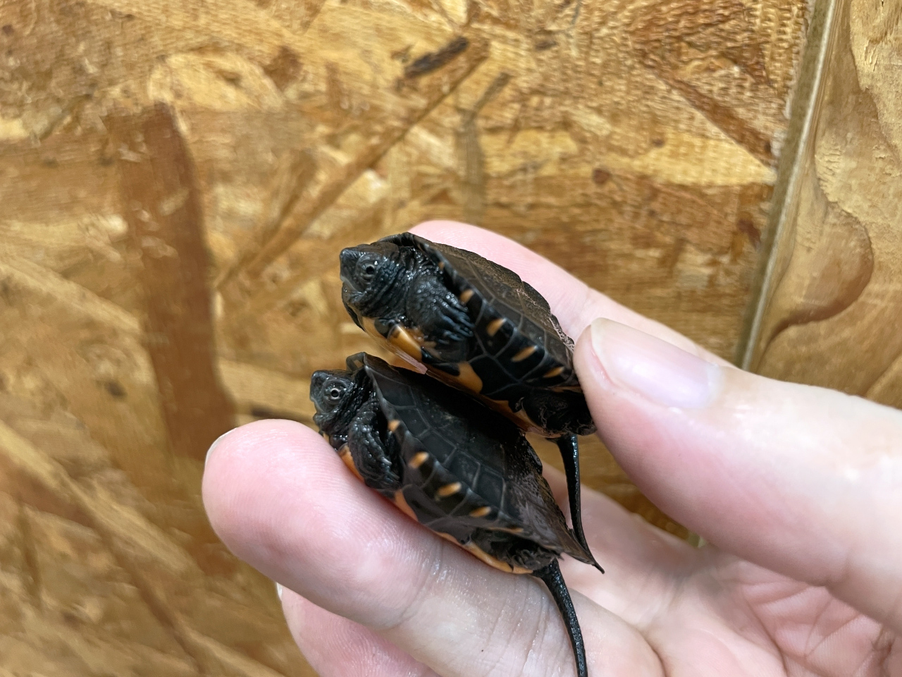 カントンクサガメ(2)