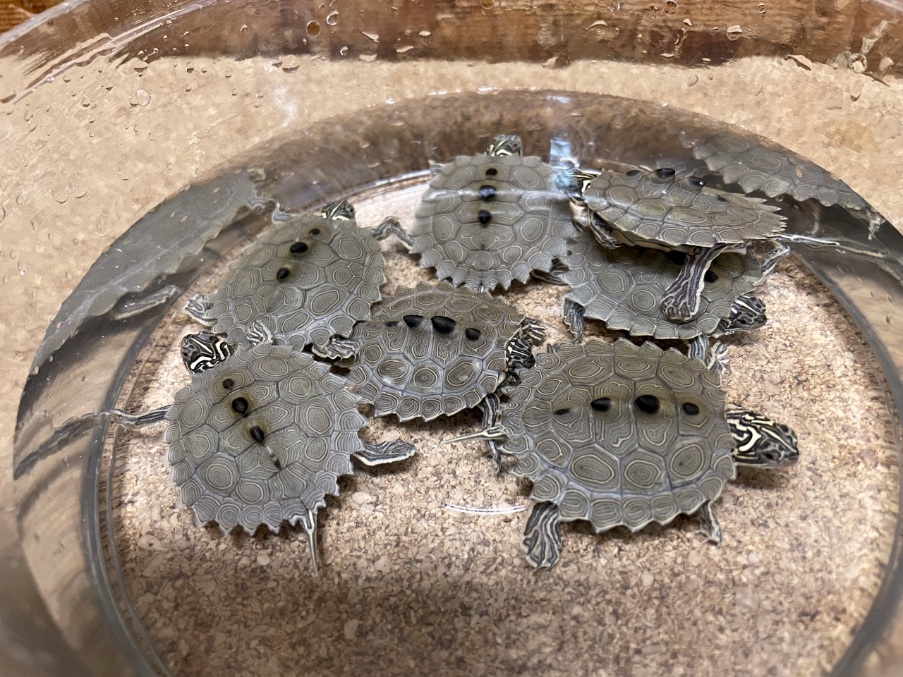 キタクロコブチズガメ(9)