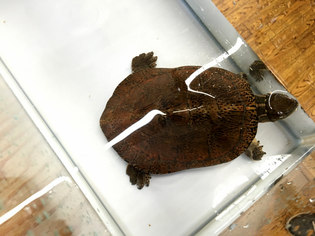 ジャノメイシガメ(1)