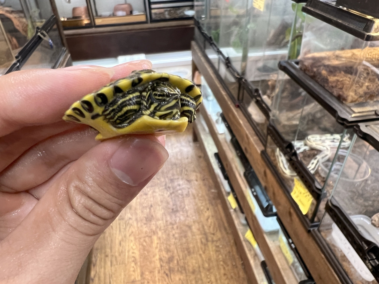 フロリダアカハラガメ(5)