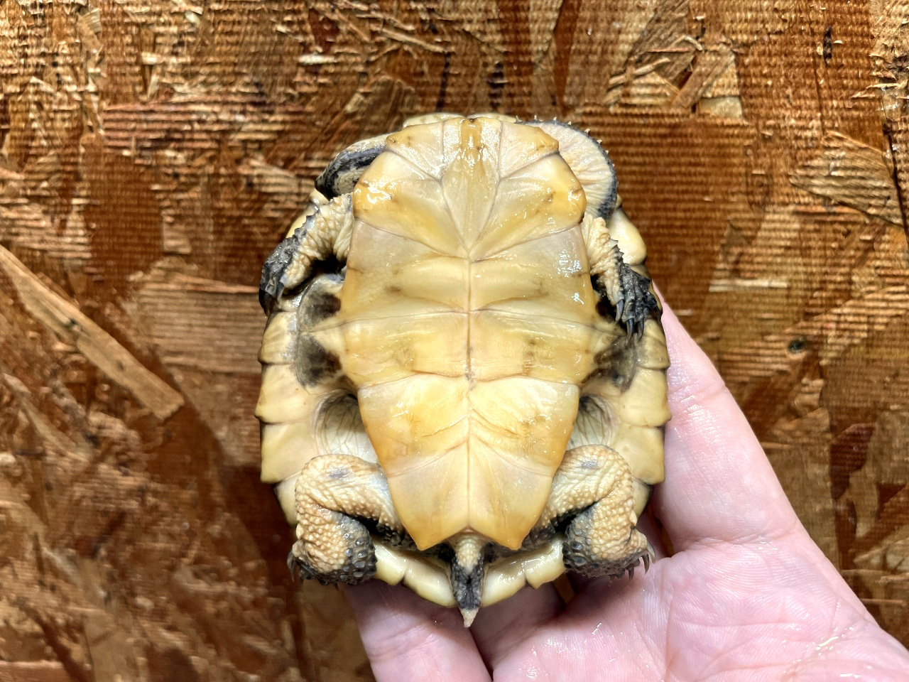 ギザミネヘビクビガメ(8)