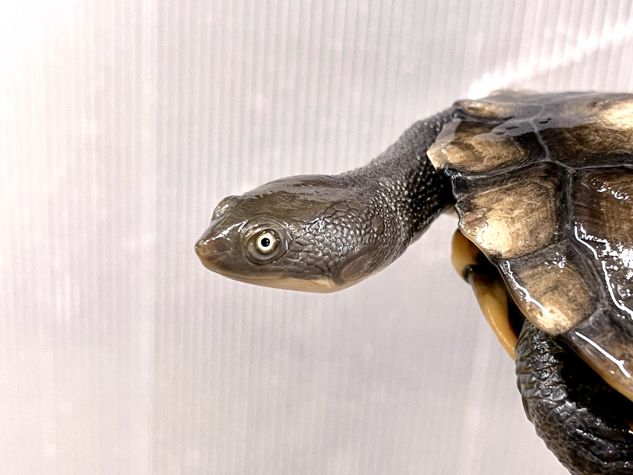 オーストラリアナガクビガメ(6)