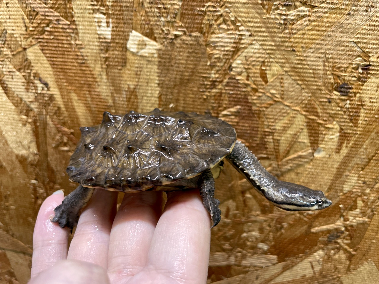 ギザミネヘビクビガメ(2)