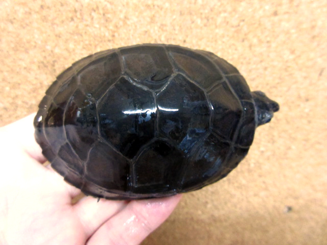 ボルネオカワガメ(9)