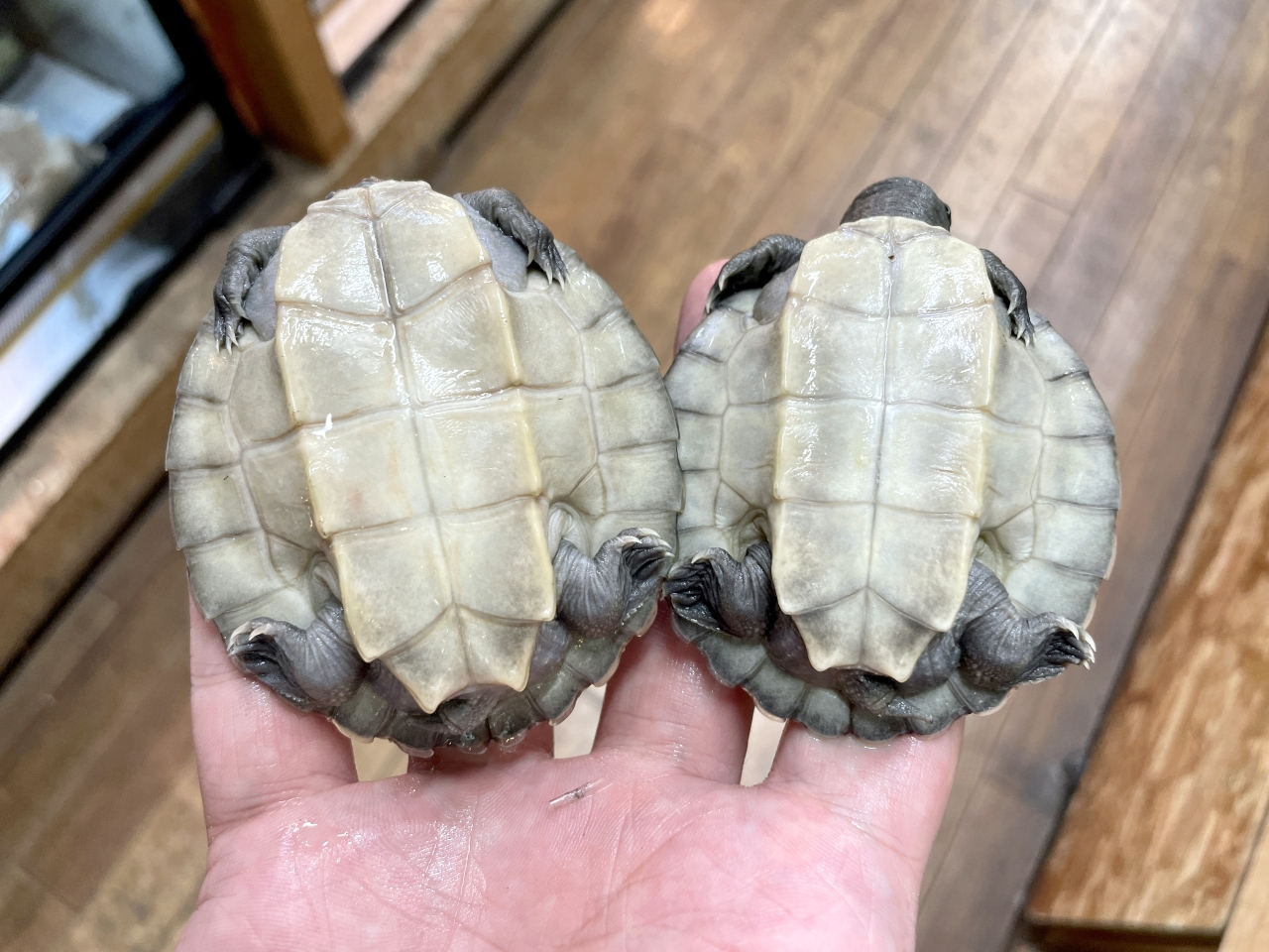 カラグールガメ(7)