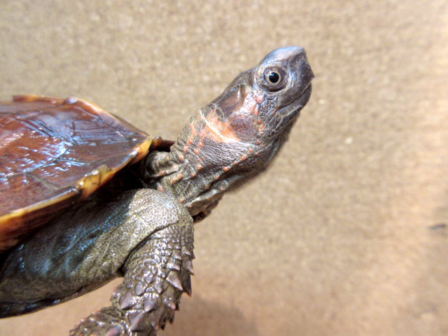 トゲヤマガメ(10)