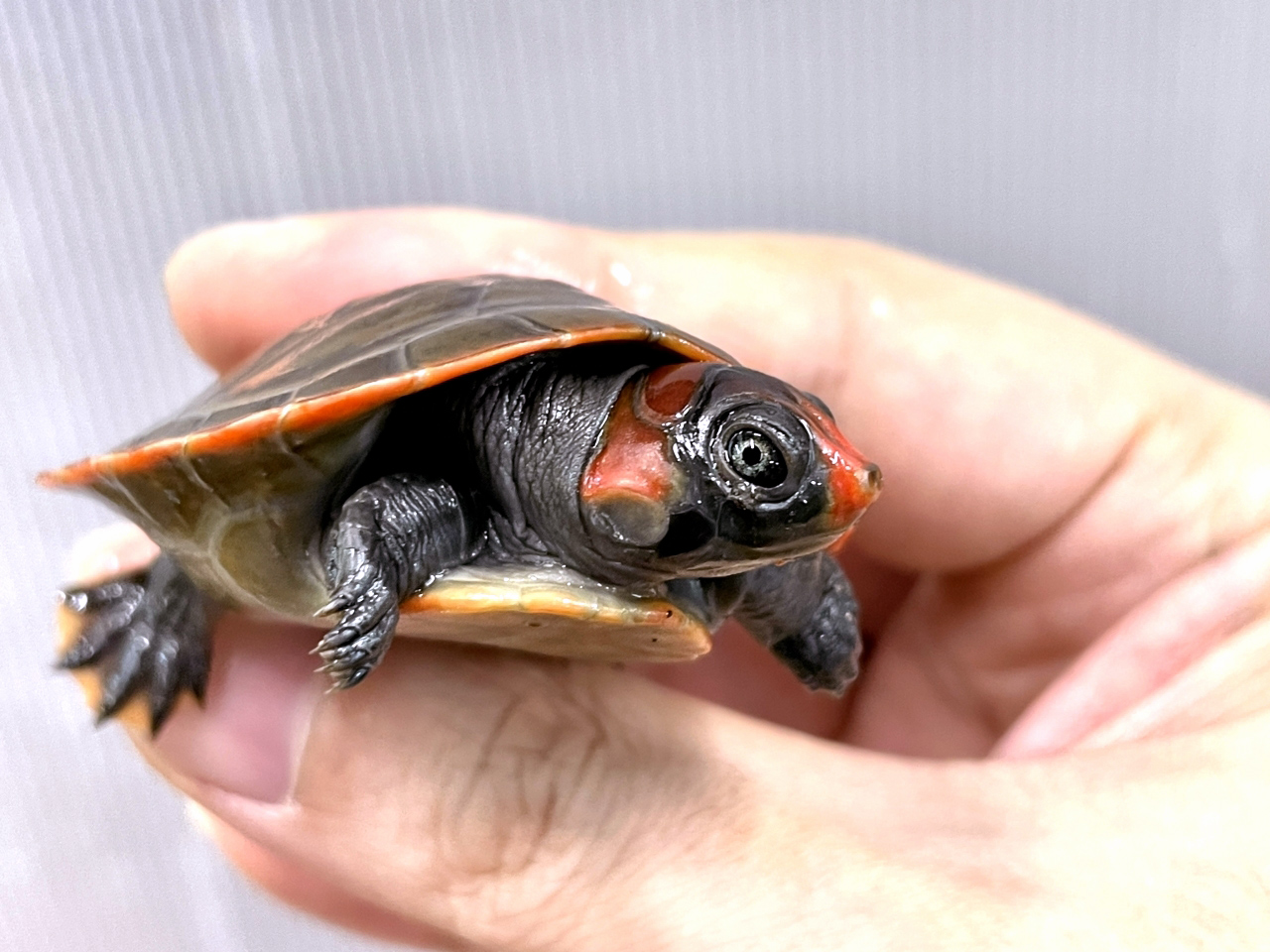 カイエンズアカヨコクビガメ(7)