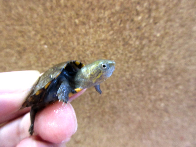 ホオアカドロガメ(12)