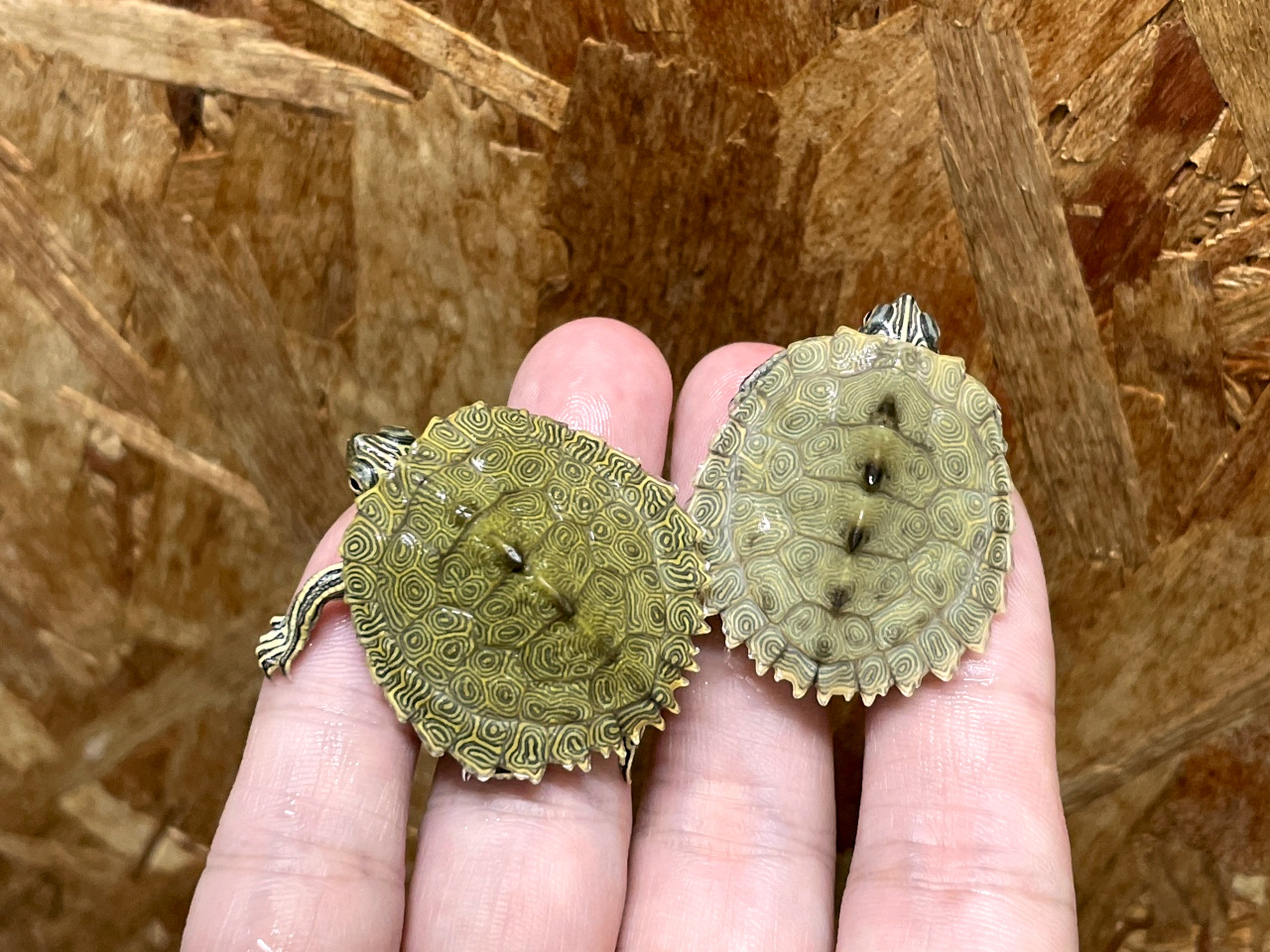 ケイグルチズガメ(1)