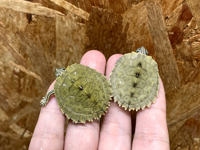 ケイグルチズガメ