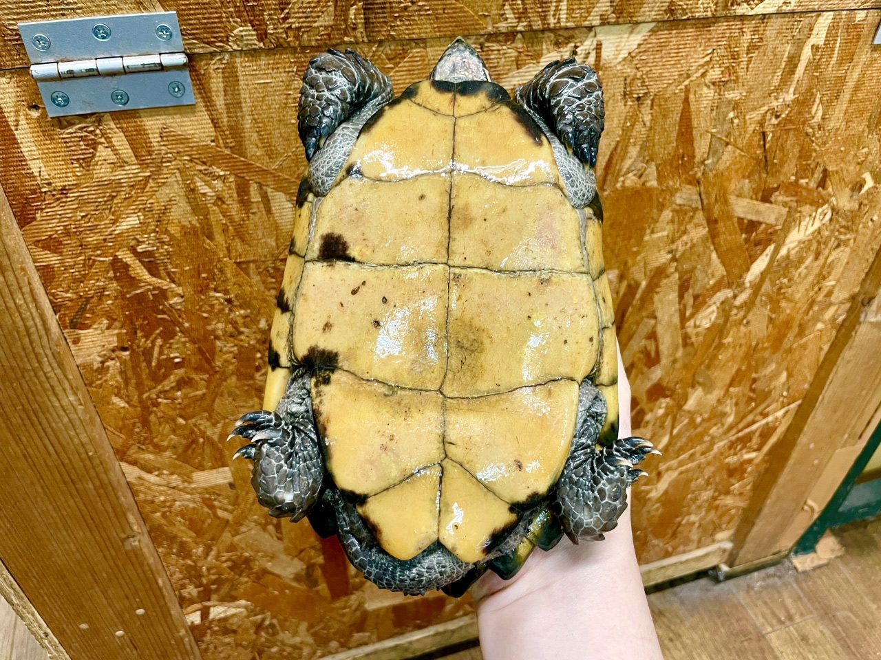 ムオヒラセガメ(4)