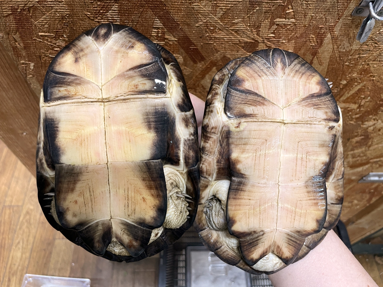 クリイロハコヨコクビガメ(4)