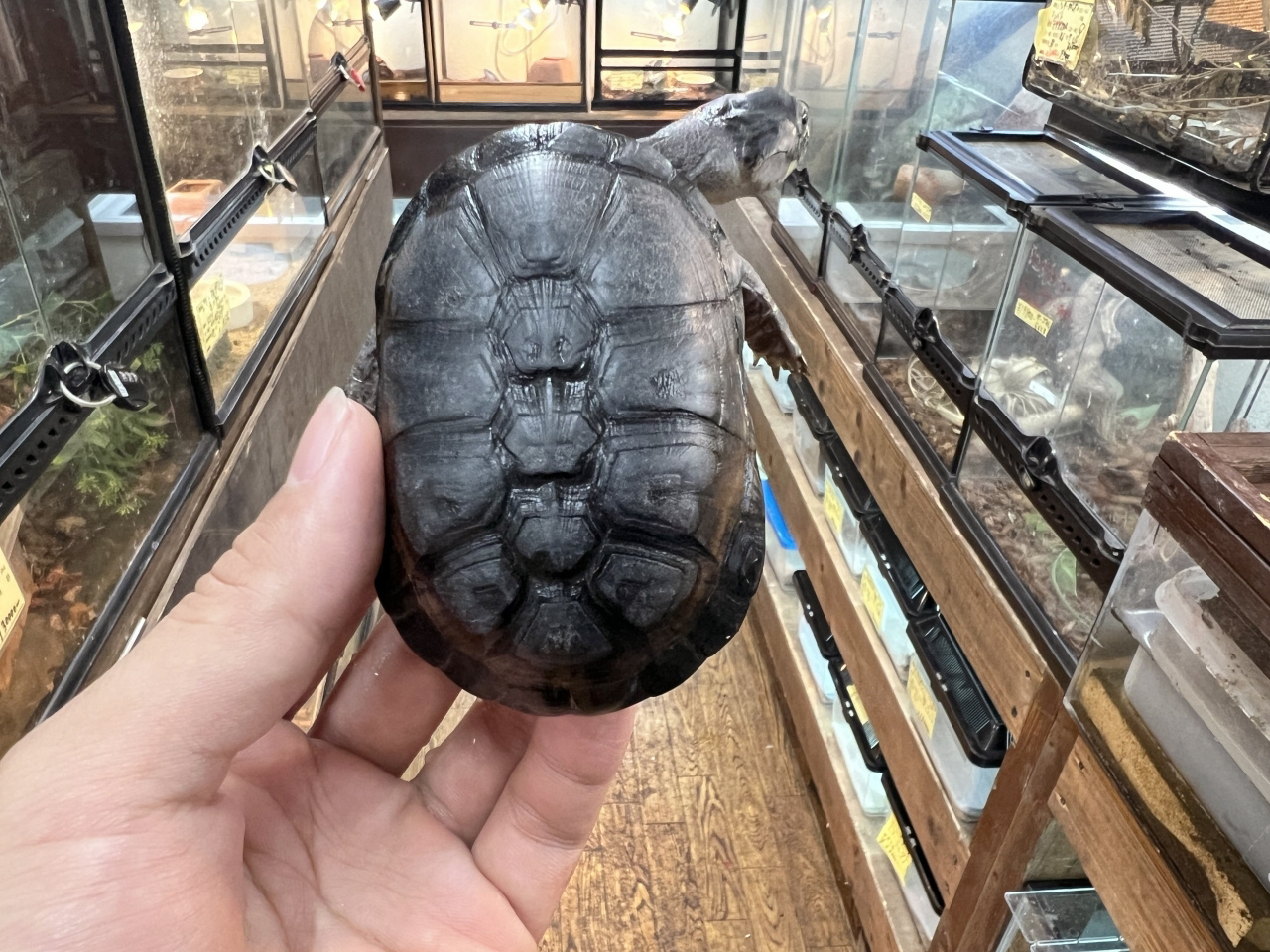 ヒメハコヨコクビガメ(7)