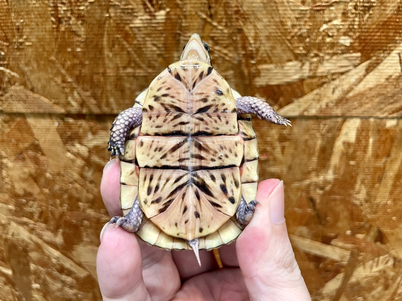 フロリダハコガメ(8)