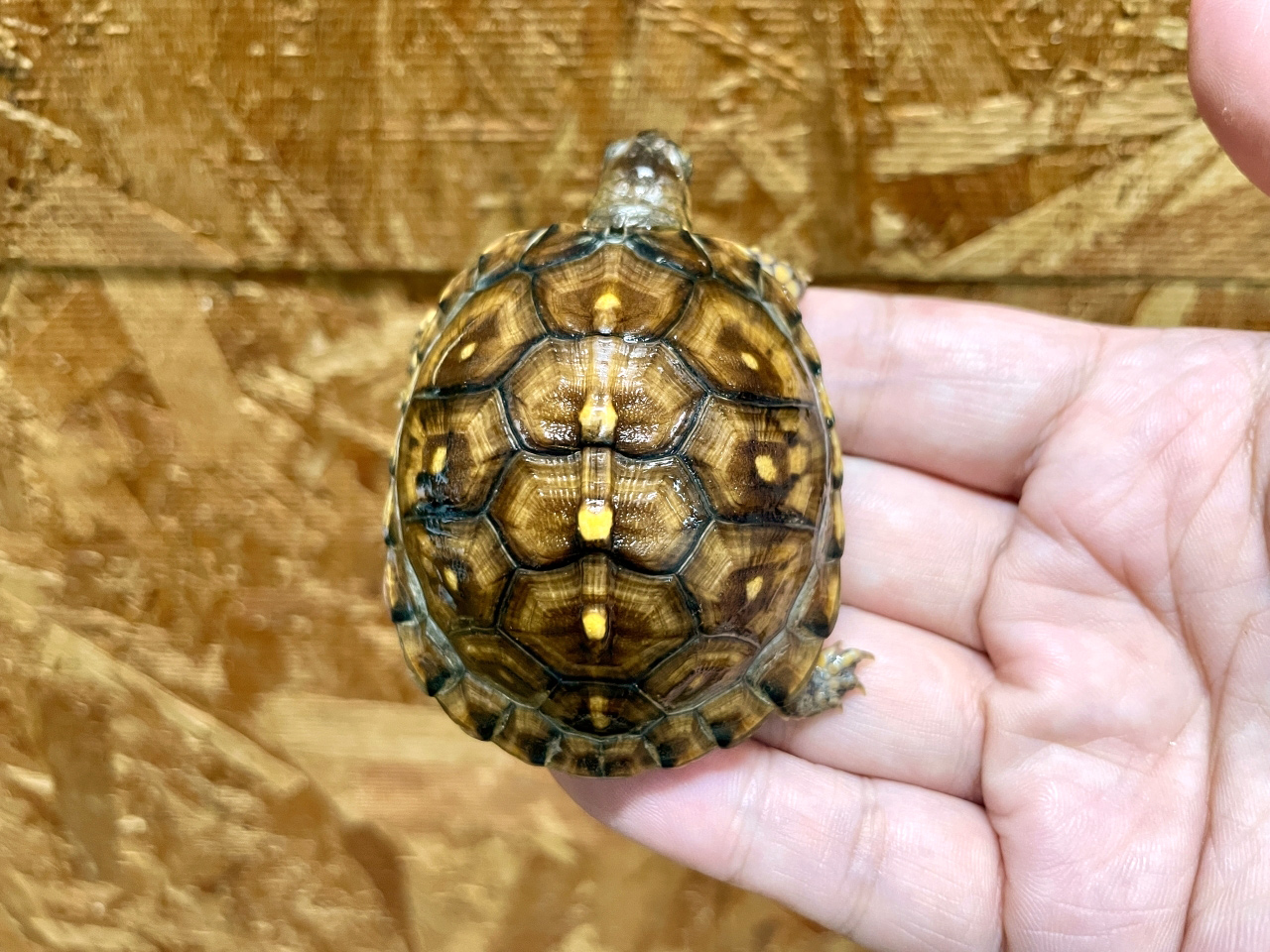 トウブハコガメ(9)