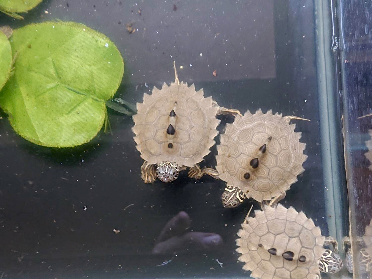 キタクロコブチズガメ(4)