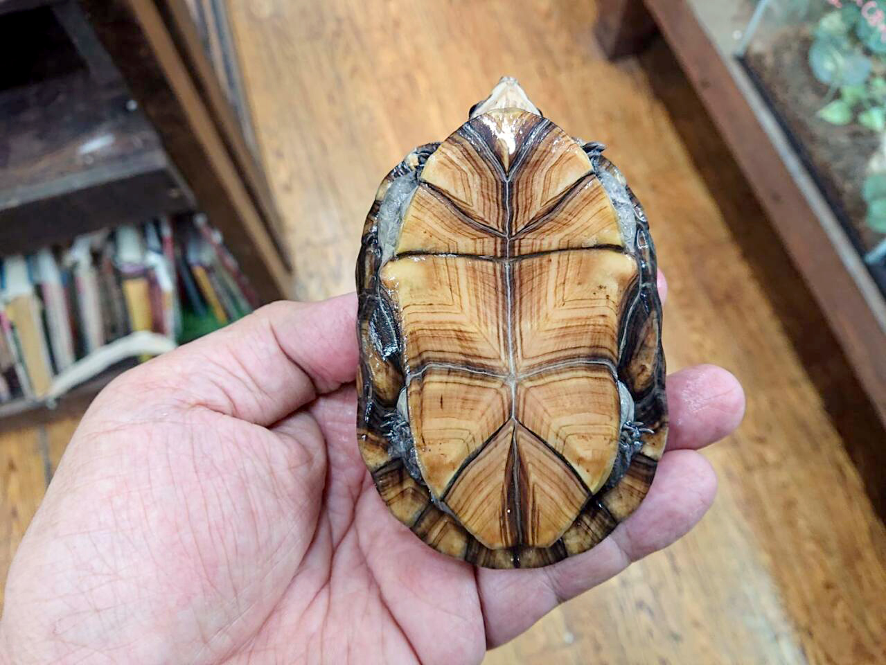 コガネドロガメ(2)