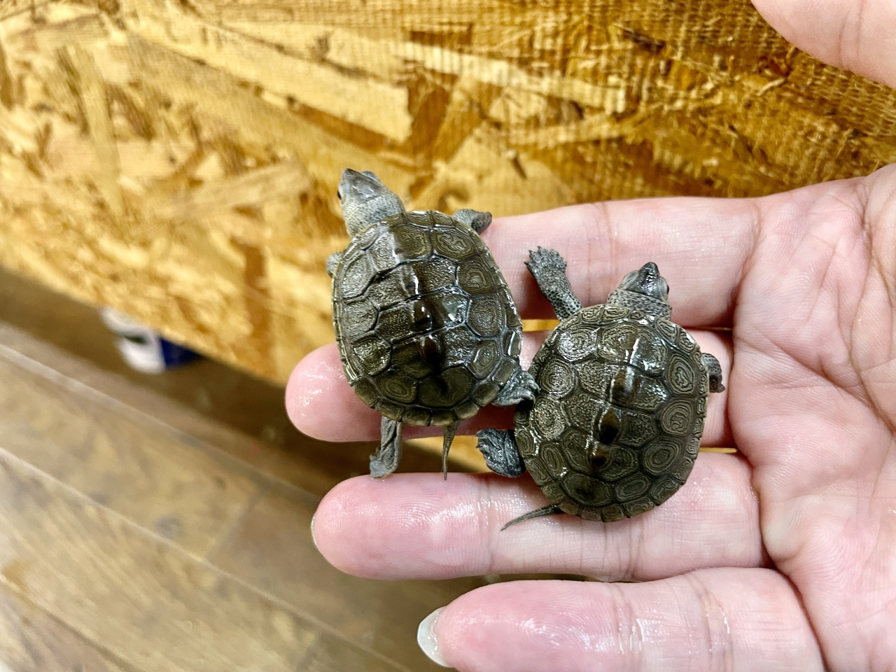 ノーザンダイヤモンドバックテラピン(10)