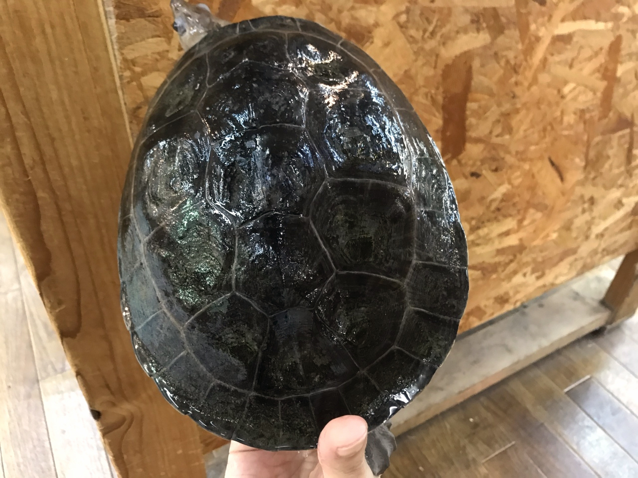 カラグールガメ(3)