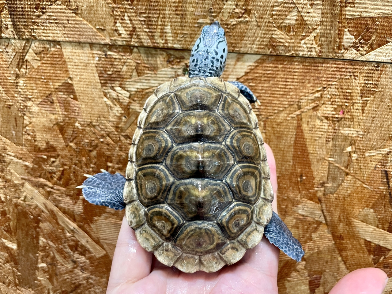 カロリナダイヤモンドバックテラピン(5)